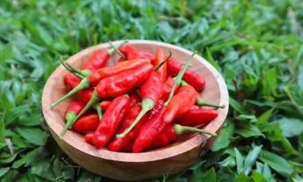 Cabai Rawit Di Kepulauan Seribu 120 Ribu