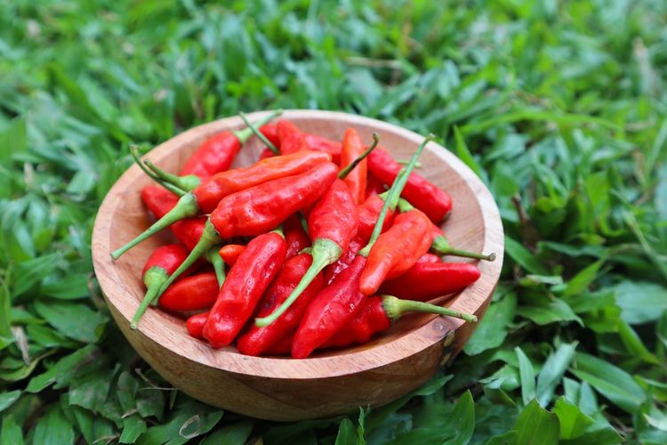 Cabai Rawit Di Kepulauan Seribu 120 Ribu