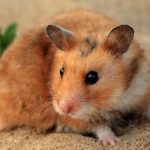 Cara Merawat Hamster Agar Tetap Sehat Dan Aktif