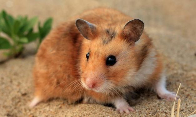Cara Merawat Hamster Agar Tetap Sehat Dan Aktif