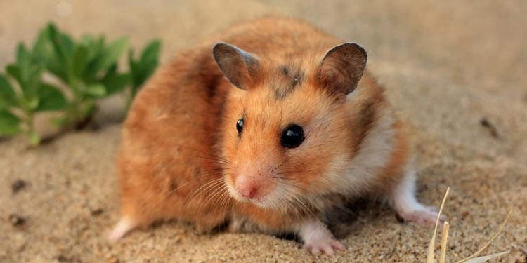 Cara Merawat Hamster Agar Tetap Sehat Dan Aktif