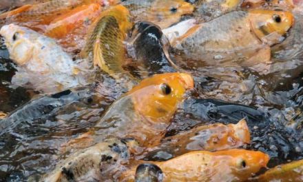 Ikan Mas: Potensi Perikanan Dan Keindahan Ekosistem