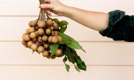 Manfaat Buah Kelengkeng Untuk Kesehatan Tubuh