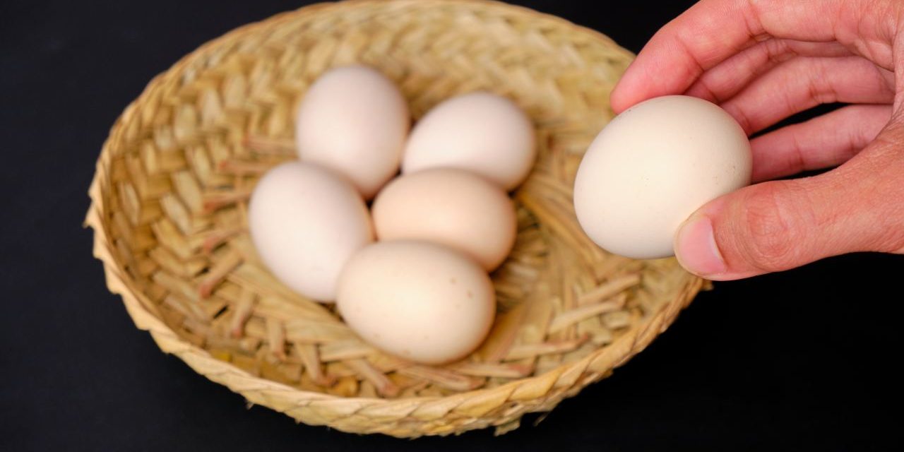 Manfaat Telur Ayam Untuk Kesehatan Tubuh Yang Perlu Diketahui