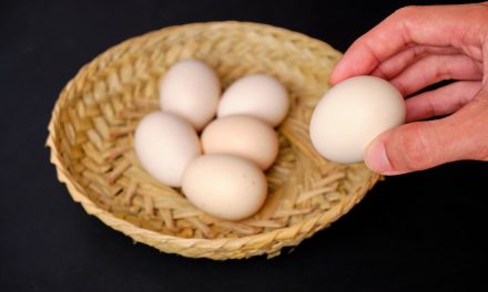 Manfaat Telur Ayam Untuk Kesehatan Tubuh Yang Perlu Diketahui