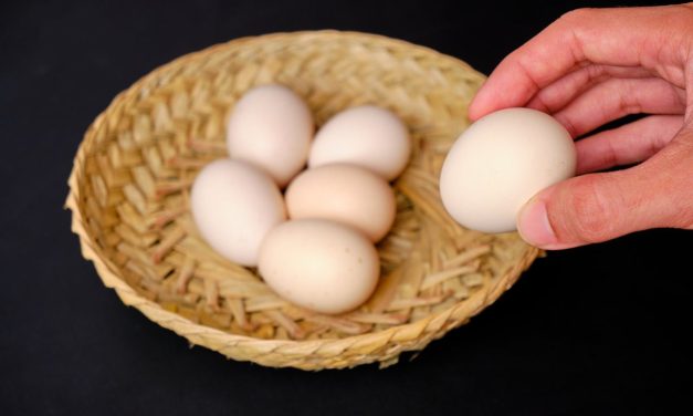 Manfaat Telur Ayam Untuk Kesehatan Tubuh Yang Perlu Diketahui