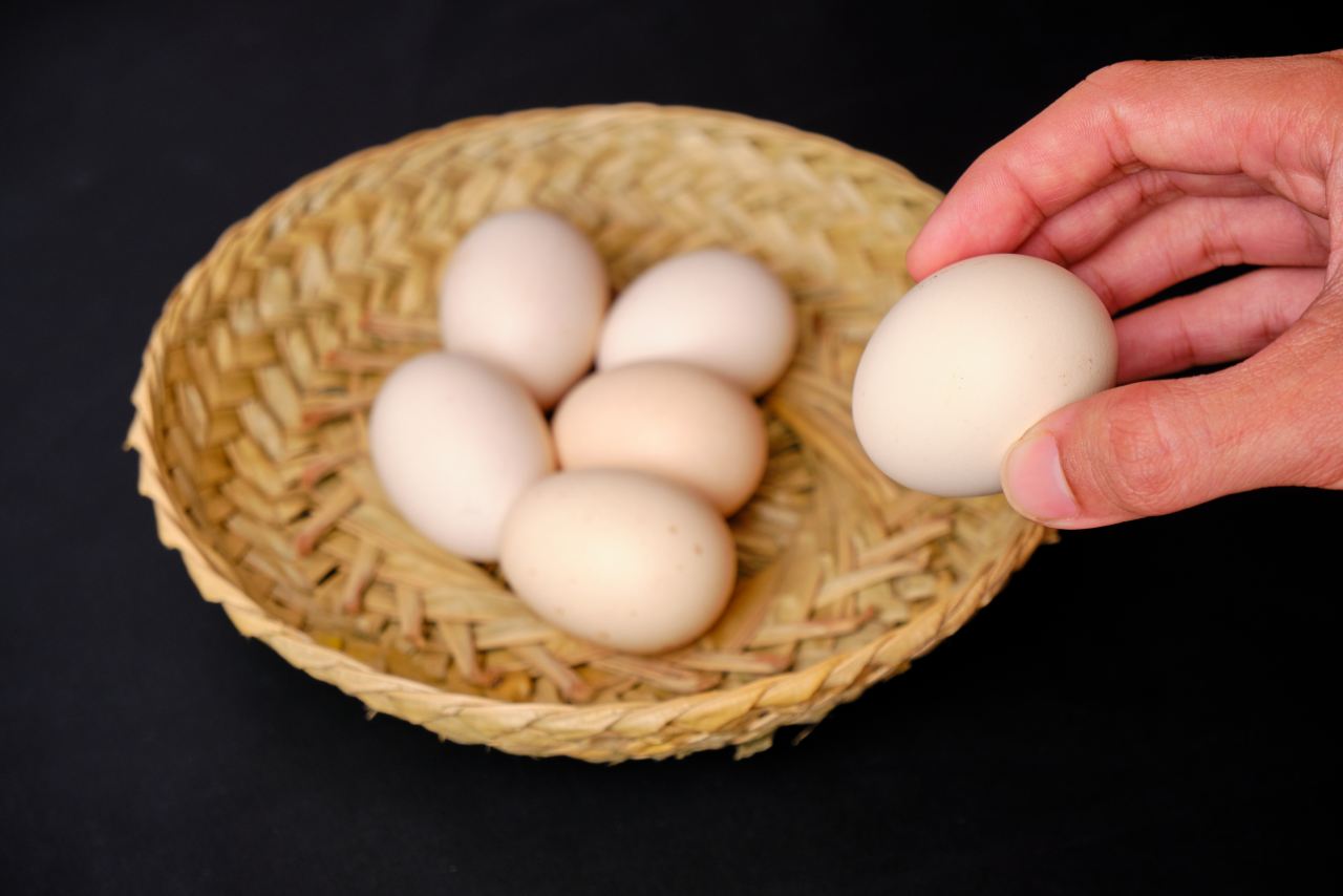 Manfaat Telur Ayam Untuk Kesehatan Tubuh Yang Perlu Diketahui