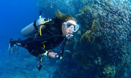 Panduan Pemula Menyelam Dan Menjelajahi Dunia Bawah Laut