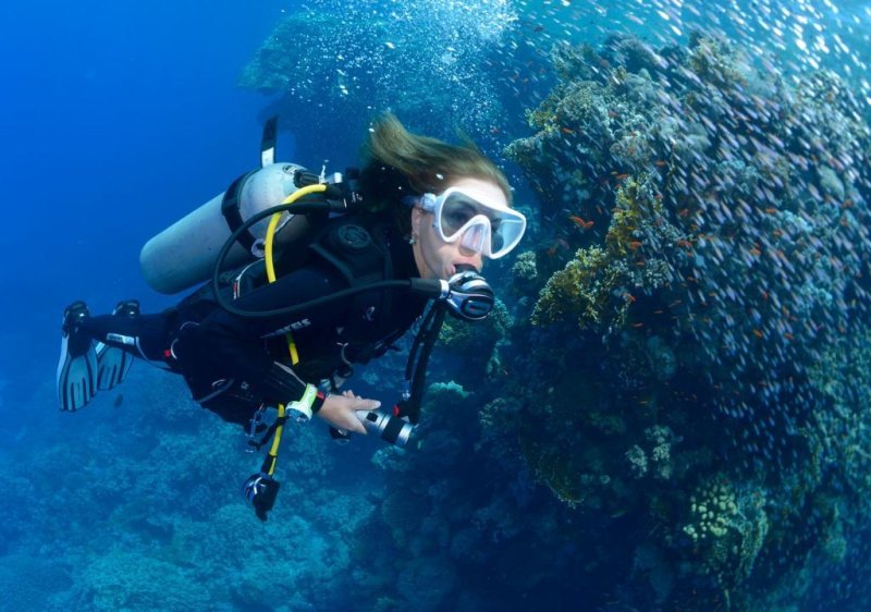 Panduan Pemula Menyelam Dan Menjelajahi Dunia Bawah Laut