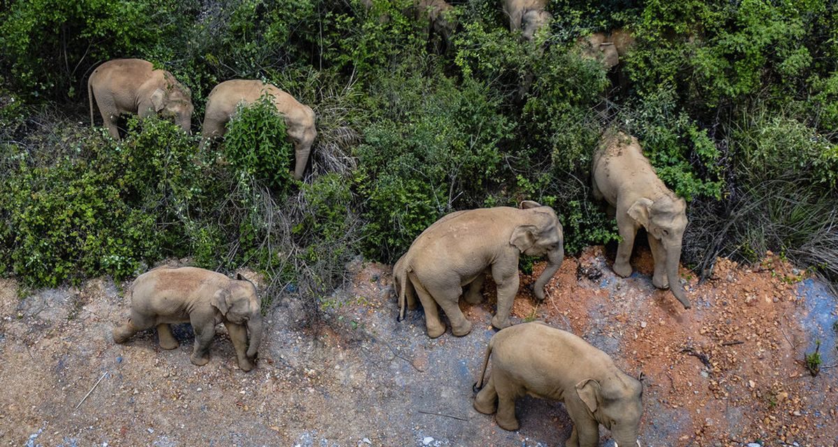 Gajah Sumatera Dan Ancaman Kehilangan Habitat