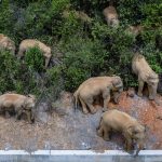 Gajah Sumatera Dan Ancaman Kehilangan Habitat