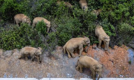 Gajah Sumatera Dan Ancaman Kehilangan Habitat