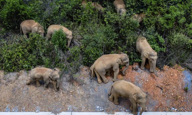 Gajah Sumatera Dan Ancaman Kehilangan Habitat