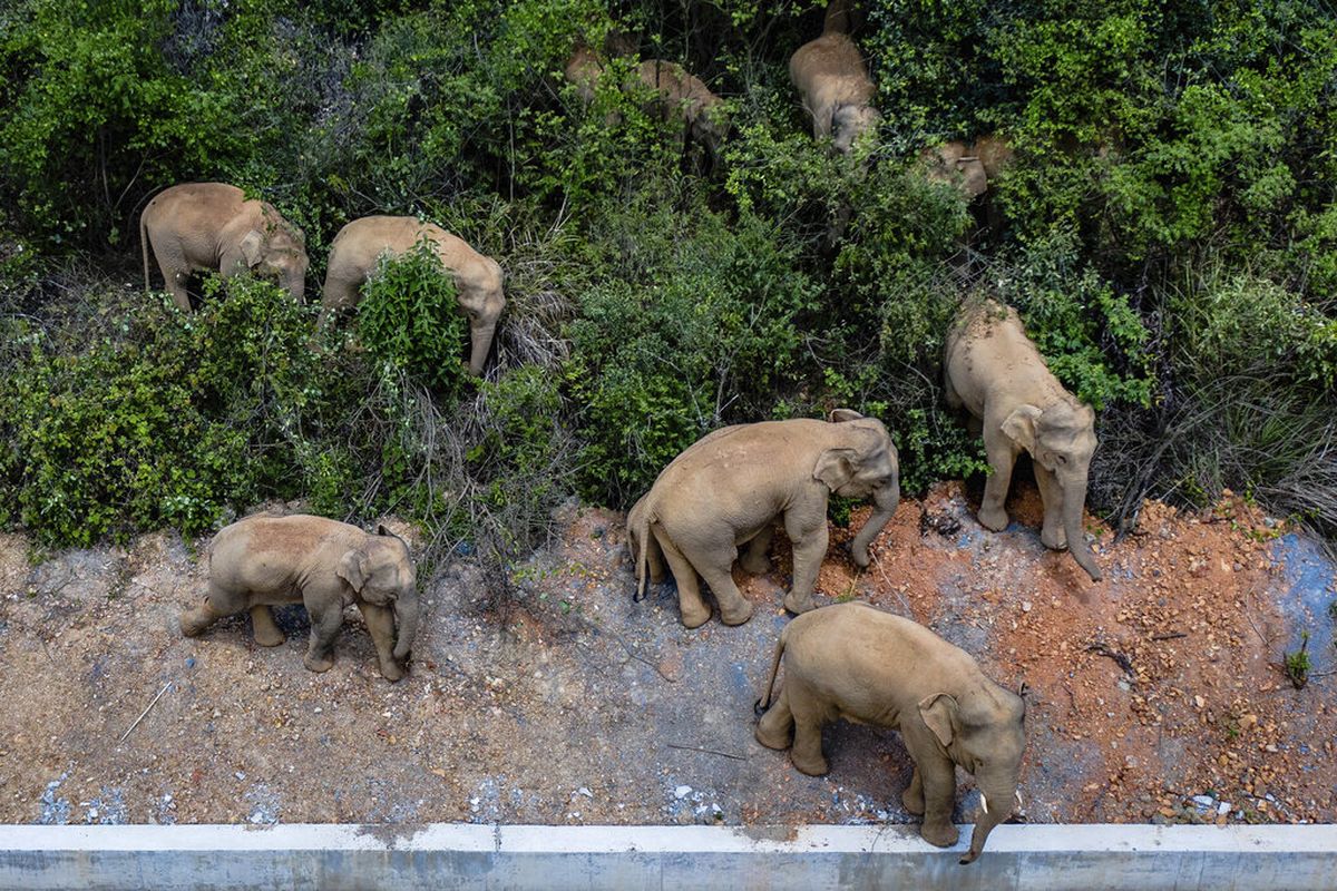 Gajah Sumatera Dan Ancaman Kehilangan Habitat