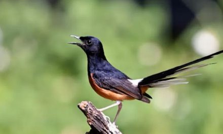 Keunikan Burung Murai Batu Digemari Pecinta Burung Kicau