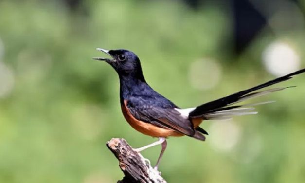 Keunikan Burung Murai Batu Digemari Pecinta Burung Kicau
