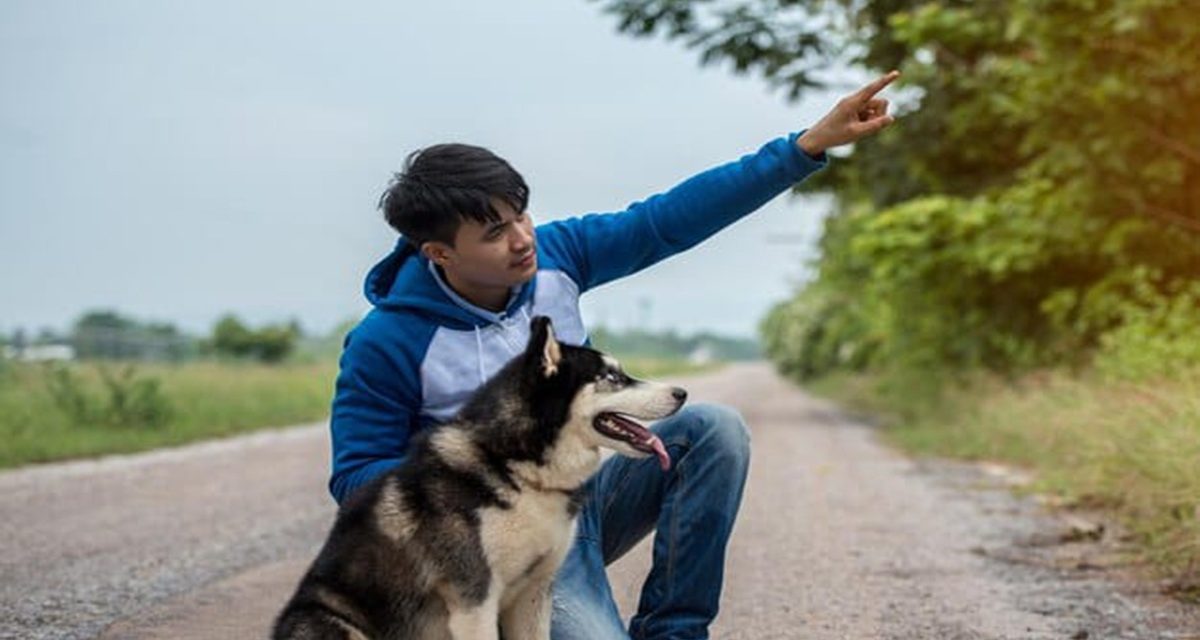Hubungan Manusia Dan Anjing Dalam Kehidupan Modern