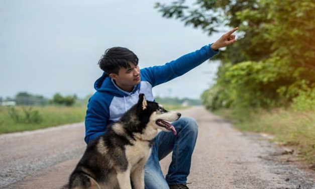 Hubungan Manusia Dan Anjing Dalam Kehidupan Modern