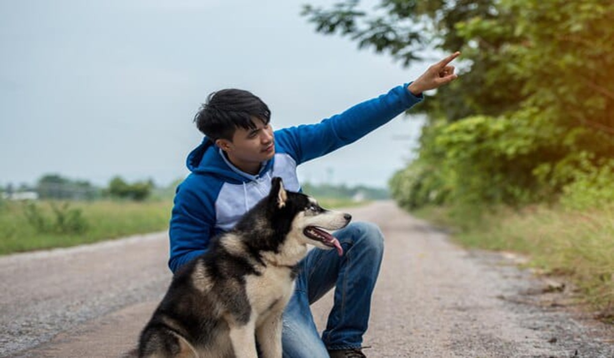 Hubungan Manusia Dan Anjing Dalam Kehidupan Modern