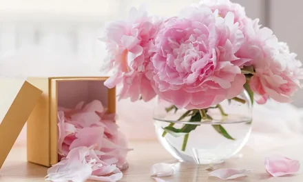 Musim Bunga Peony: Keindahan Mekarnya Bunga Memikat Hati