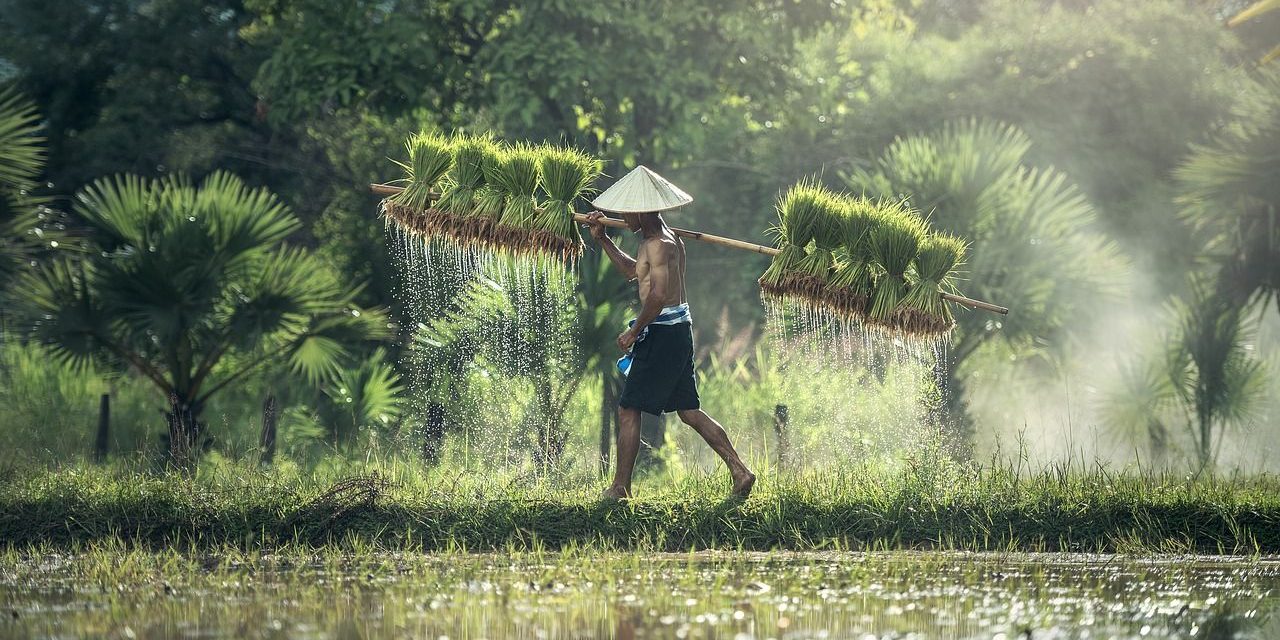 Pengaruh Curah Hujan Terhadap Hasil Pertanian Di Indonesia