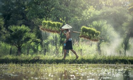 Pengaruh Curah Hujan Terhadap Hasil Pertanian Di Indonesia