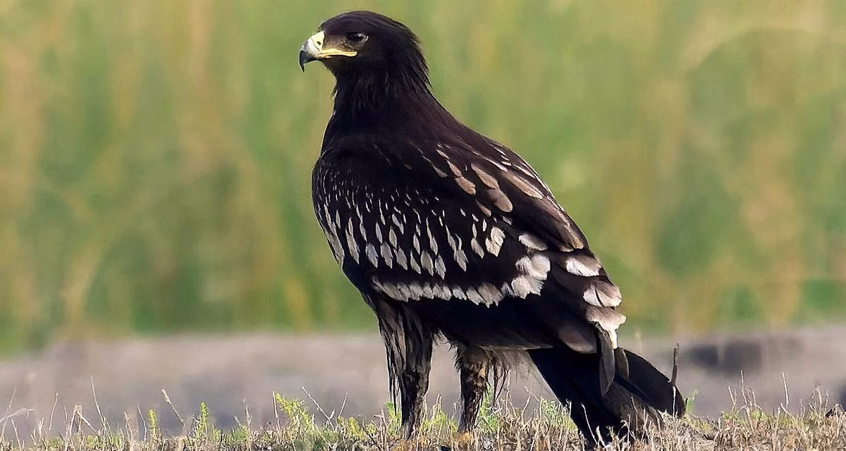 Burung Rajawali: Karakteristik, Habitat, Dan Kemampuannya