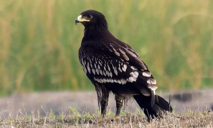 Burung Rajawali: Karakteristik, Habitat, Dan Kemampuannya