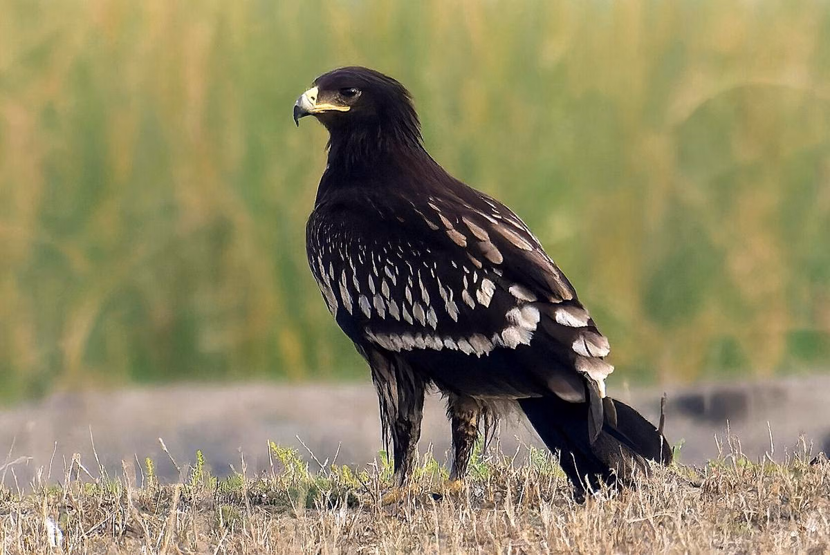 Burung Rajawali: Karakteristik, Habitat, Dan Kemampuannya