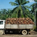 Industri Sawit Indonesia: Kontribusi, Peluang, Dan Tantangannya