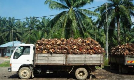 Industri Sawit Indonesia: Kontribusi, Peluang, Dan Tantangannya