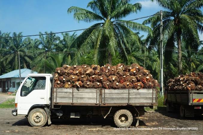 Industri Sawit Indonesia: Kontribusi, Peluang, Dan Tantangannya