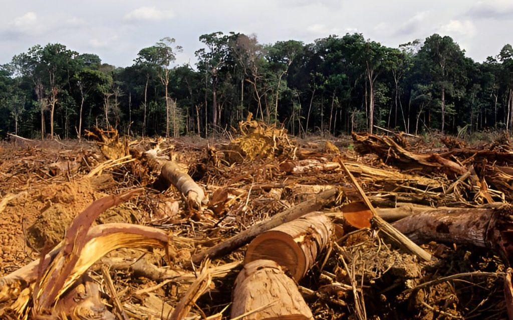 Hutan Menipis: Dampak Berkurangnya Hutan Bagi Lingkungan