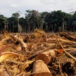 Hutan Menipis: Dampak Berkurangnya Hutan Bagi Lingkungan