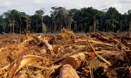 Hutan Menipis: Dampak Berkurangnya Hutan Bagi Lingkungan
