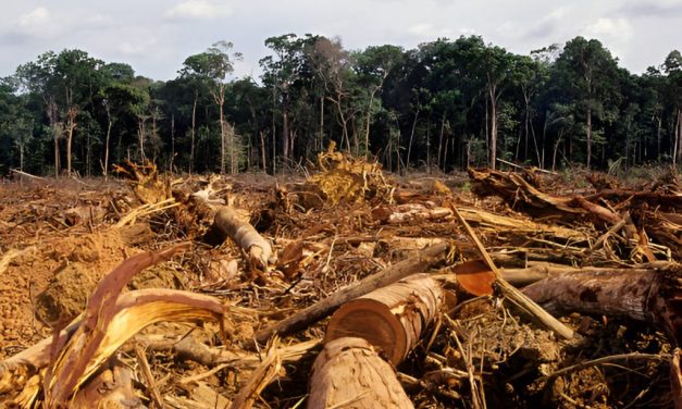 Hutan Menipis: Dampak Berkurangnya Hutan Bagi Lingkungan