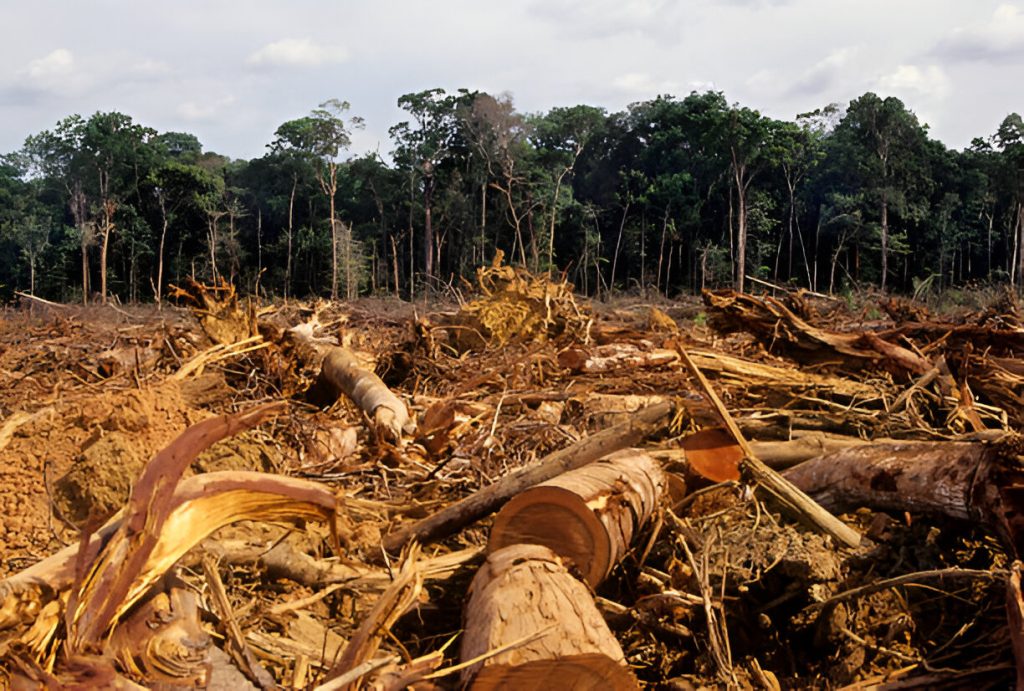 Hutan Menipis: Dampak Berkurangnya Hutan Bagi Lingkungan