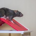 Kencing Tikus Berbahaya Manusia? Risiko Dan Cara Mencegah
