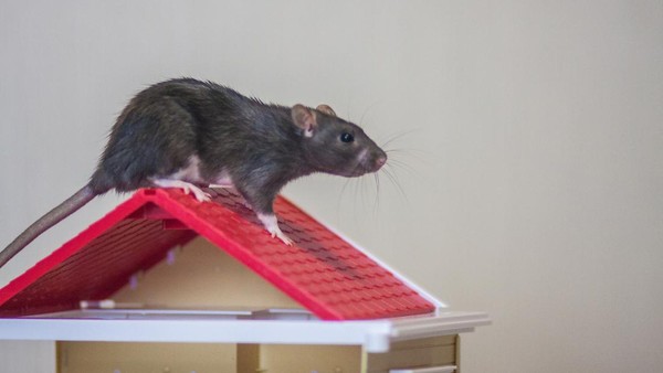 Kencing Tikus Berbahaya Manusia? Risiko Dan Cara Mencegah