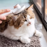Kucing Hewan Peliharaan: Cara Merawat Agar Sehat Dan Aktif