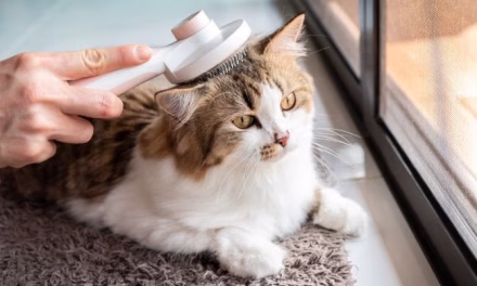 Kucing Hewan Peliharaan: Cara Merawat Agar Sehat Dan Aktif