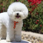 Anjing Bichon: Karakter, Perawatan, Dan Kebutuhan Hariannya