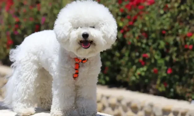 Anjing Bichon: Karakter, Perawatan, Dan Kebutuhan Hariannya