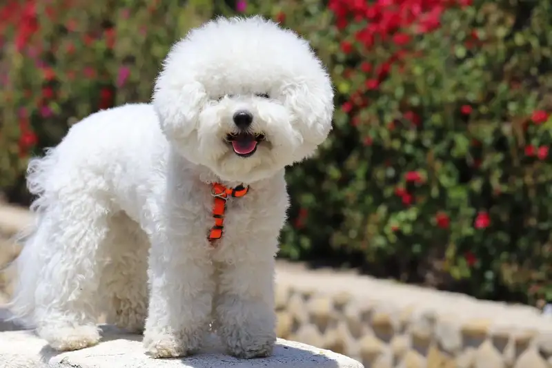 Anjing Bichon: Karakter, Perawatan, Dan Kebutuhan Hariannya