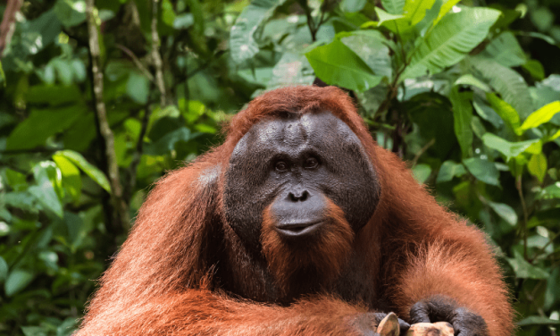Hutan Tropis: Menjaga Habitat Satwa Saat Perubahan Lingkungan
