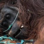Kebakaran Hutan Dan Satwa Liar: Ancaman Habitat Di Kalimantan