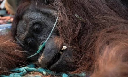 Kebakaran Hutan Dan Satwa Liar: Ancaman Habitat Di Kalimantan