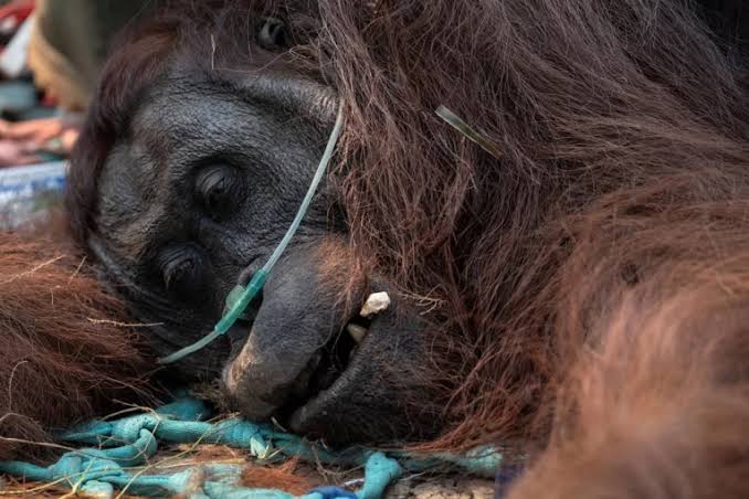 Kebakaran Hutan Dan Satwa Liar: Ancaman Habitat Di Kalimantan