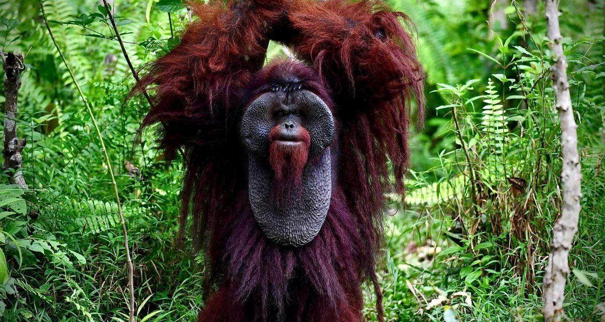 Pelestarian Orangutan: Tantangan Menjaga Habitat Satwa Langka