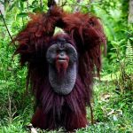 Pelestarian Orangutan: Tantangan Menjaga Habitat Satwa Langka
